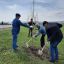 "Сад памяти" высадили в г. Малгобек 3